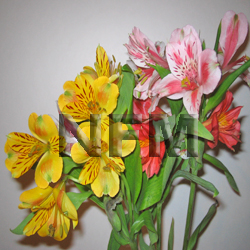 alstroemeria assorted flowers